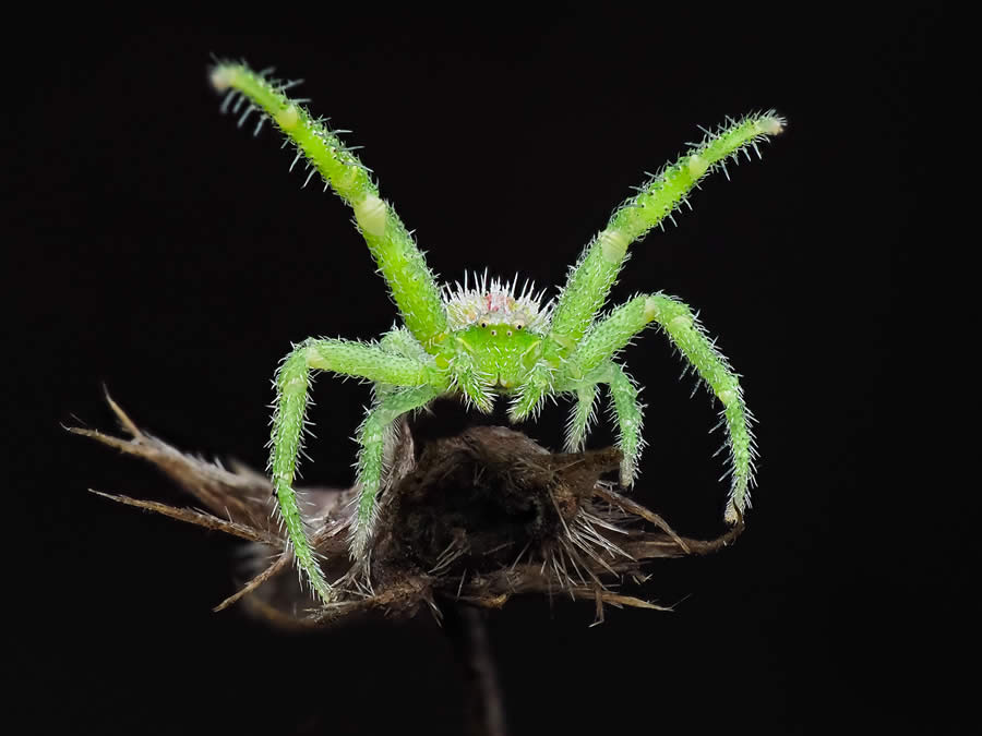 Macro Photography of Insects by Marta Albareda