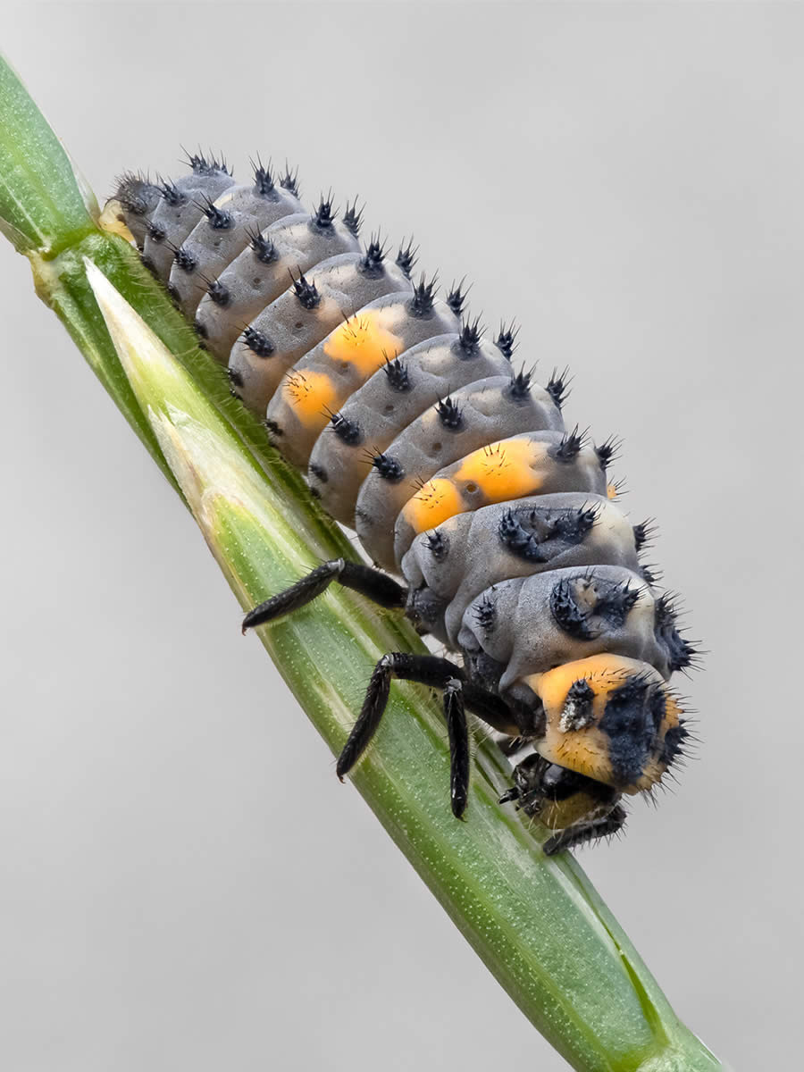 Macro Photography of Insects by Marta Albareda