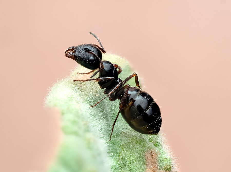 Macro Photography of Insects by Marta Albareda