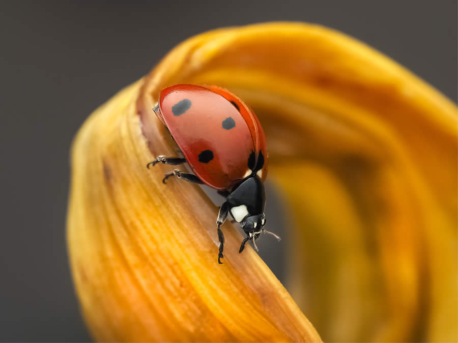 Macro Photography of Insects by Marta Albareda