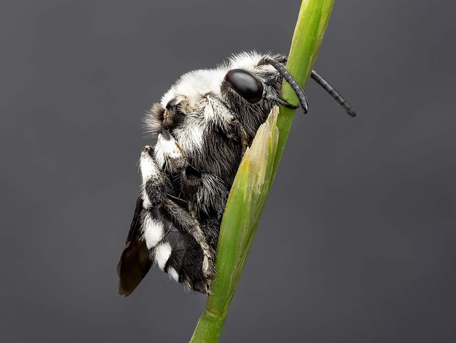 Macro Photography of Insects by Marta Albareda