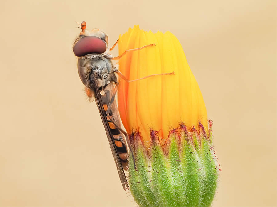 Macro Photography of Insects by Marta Albareda