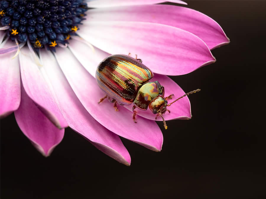 Macro Photography of Insects by Marta Albareda