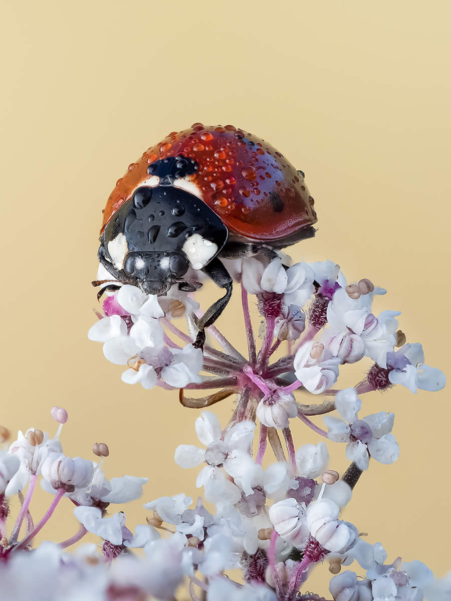 Macro Photography of Insects by Marta Albareda