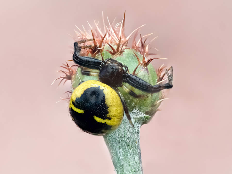 Macro Photography of Insects by Marta Albareda