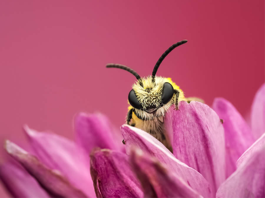 Macro Photography of Insects by Marta Albareda