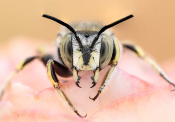 Macro Photography of Insects by Marta Albareda