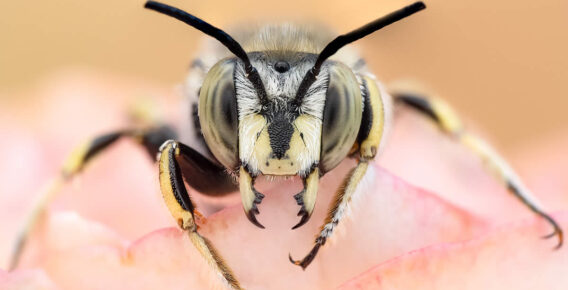 Spanish Nature Photographer Marta Albareda Captures Enchanting Macro Photos Of Insects