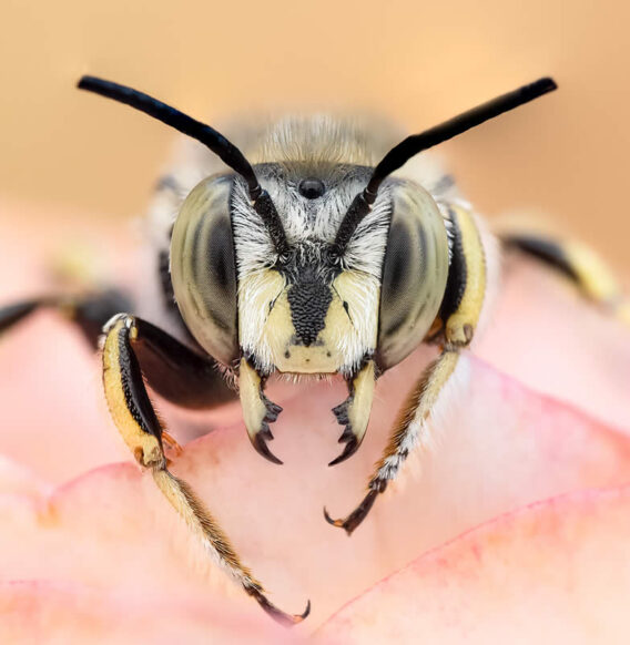 Spanish Nature Photographer Marta Albareda Captures Enchanting Macro Photos Of Insects