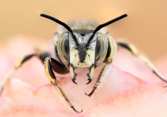 Spanish Nature Photographer Marta Albareda Captures Enchanting Macro Photos Of Insects