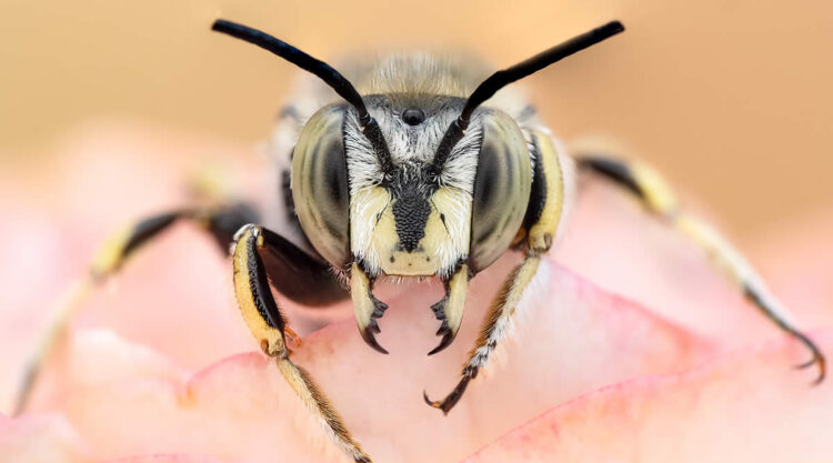 Macro Photography of Insects by Marta Albareda