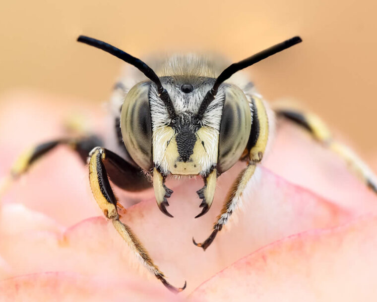 Spanish Nature Photographer Marta Albareda Captures Enchanting Macro Photos Of Insects