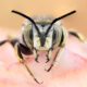 Macro Photography of Insects by Marta Albareda