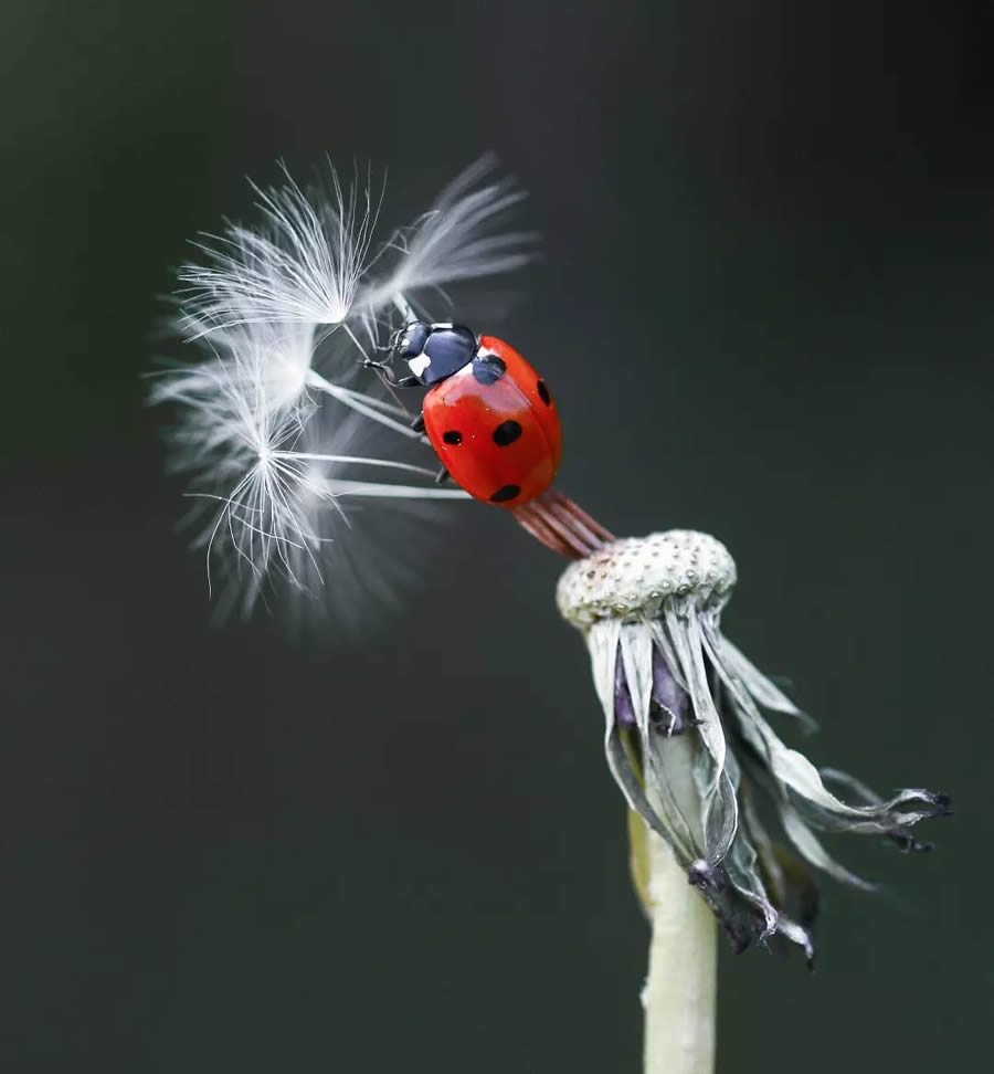 Ladybug Macro Photography by Yasin Mortas