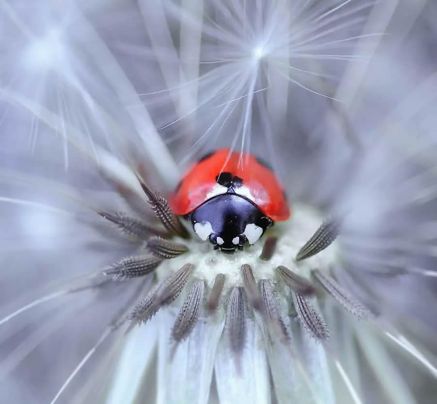 Ladybug Macro Photography by Yasin Mortas