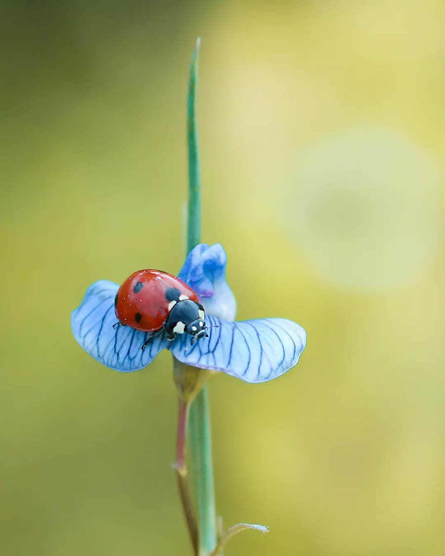 Ladybug Macro Photography by Yasin Mortas