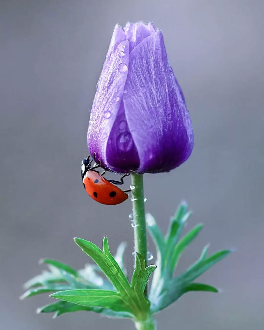 Ladybug Macro Photography by Yasin Mortas