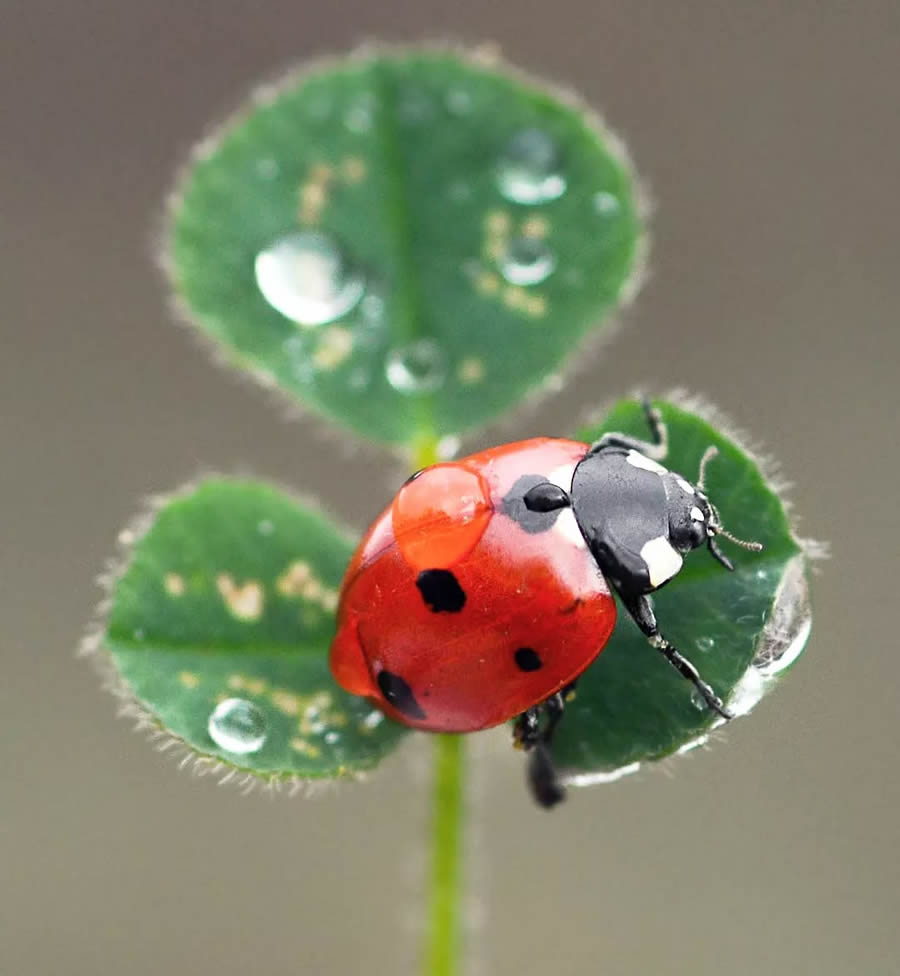 Ladybug Macro Photography by Yasin Mortas