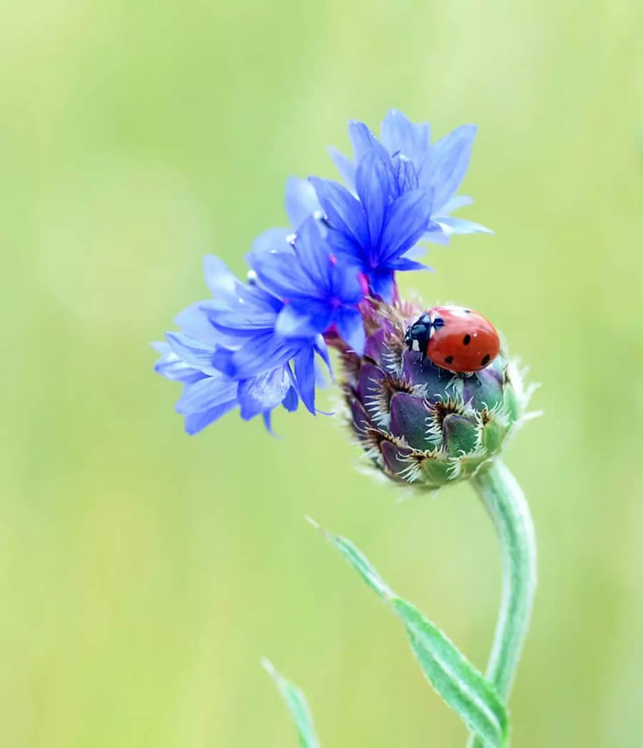 Ladybug Macro Photography by Yasin Mortas