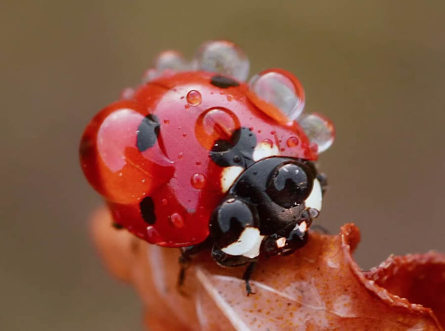 Ladybug Macro Photography by Yasin Mortas