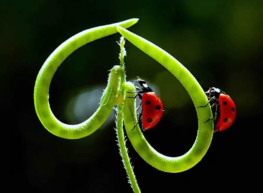 Ladybug Macro Photography by Yasin Mortas