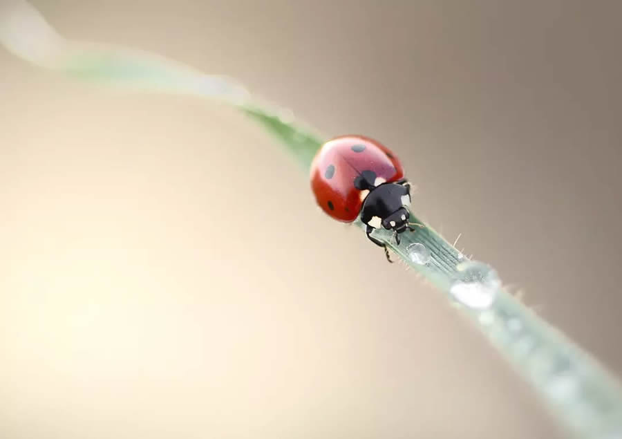 Ladybug Macro Photography by Yasin Mortas