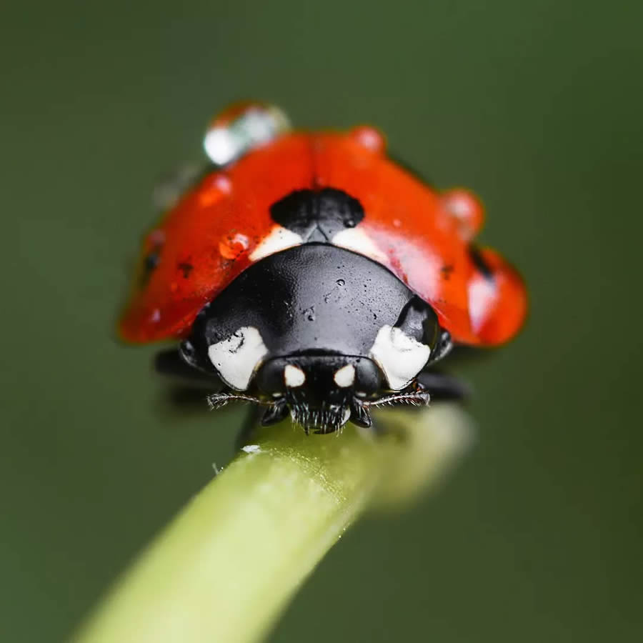 Ladybug Macro Photography by Yasin Mortas