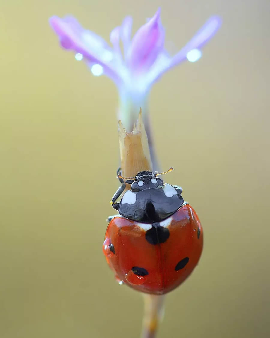 Ladybug Macro Photography by Yasin Mortas