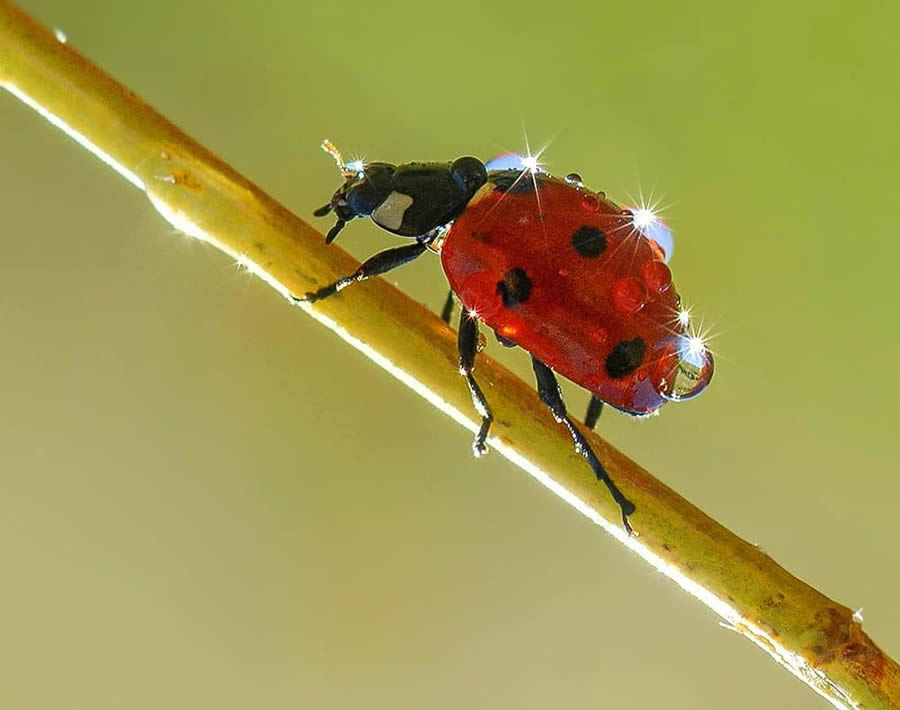 Ladybug Macro Photography by Yasin Mortas