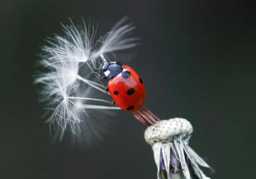 Ladybug Macro Photography by Yasin Mortas