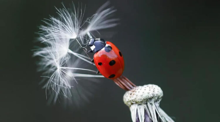 Ladybug Macro Photography by Yasin Mortas