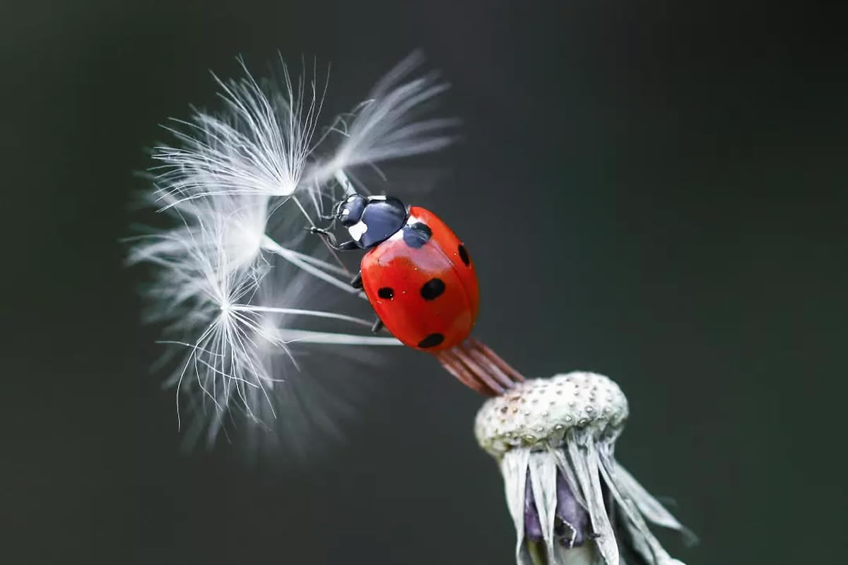 Ladybug Macro Photography by Yasin Mortas