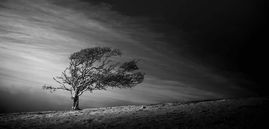 Life in Another Light Infrared Photography Contest 2024 Winners