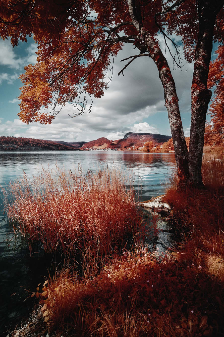 Life in Another Light Infrared Photography Contest 2024 Winners