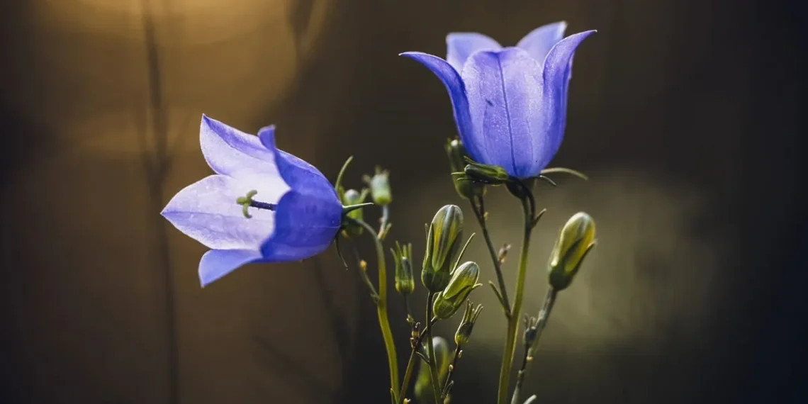 macro flower photography