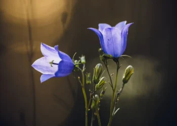 macro flower photography