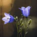 macro flower photography