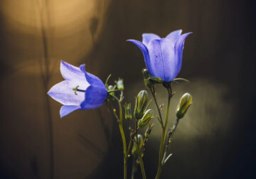 Mesmerizing Macro Photos Of Flowers