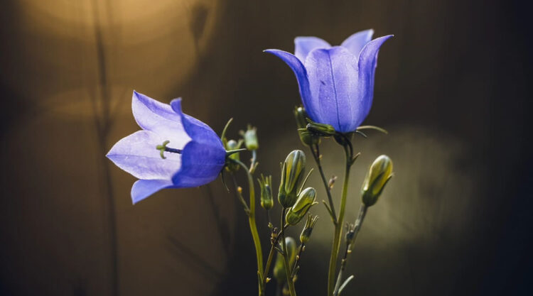 Mesmerizing Macro Photos Of Flowers