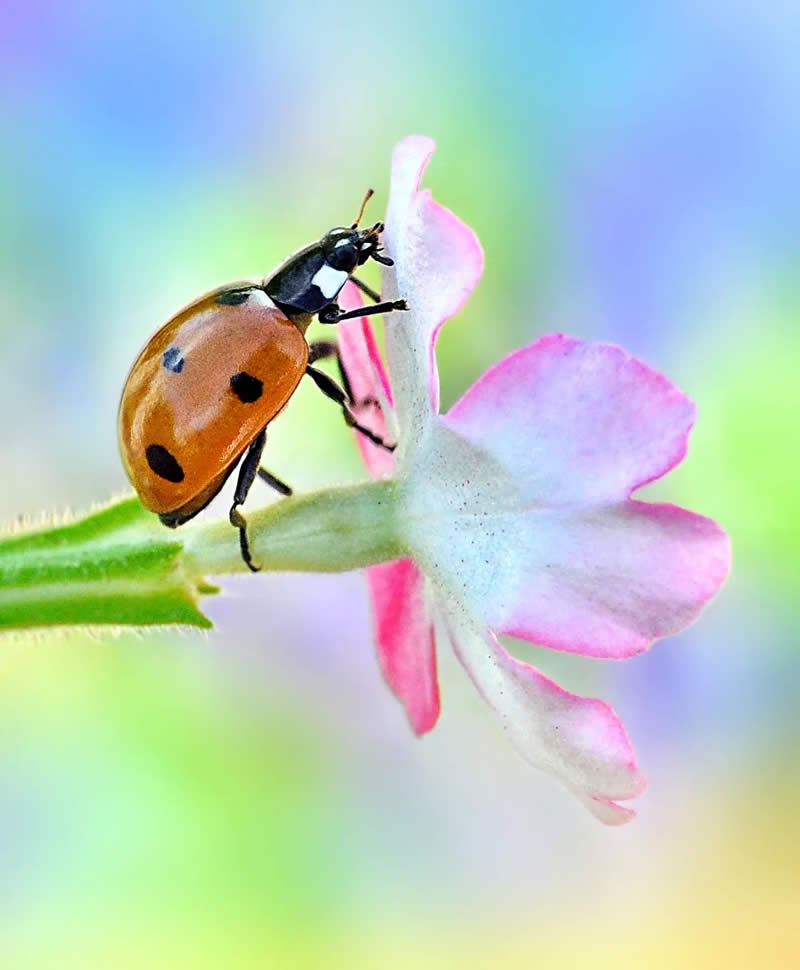 Macro Photography by Monika Blucha from Poland