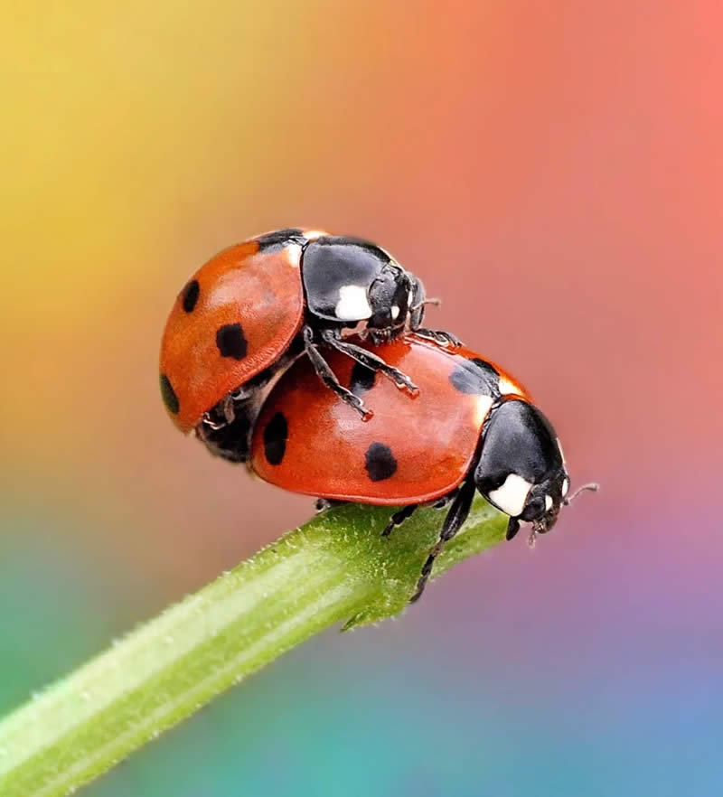 Macro Photography by Monika Blucha from Poland