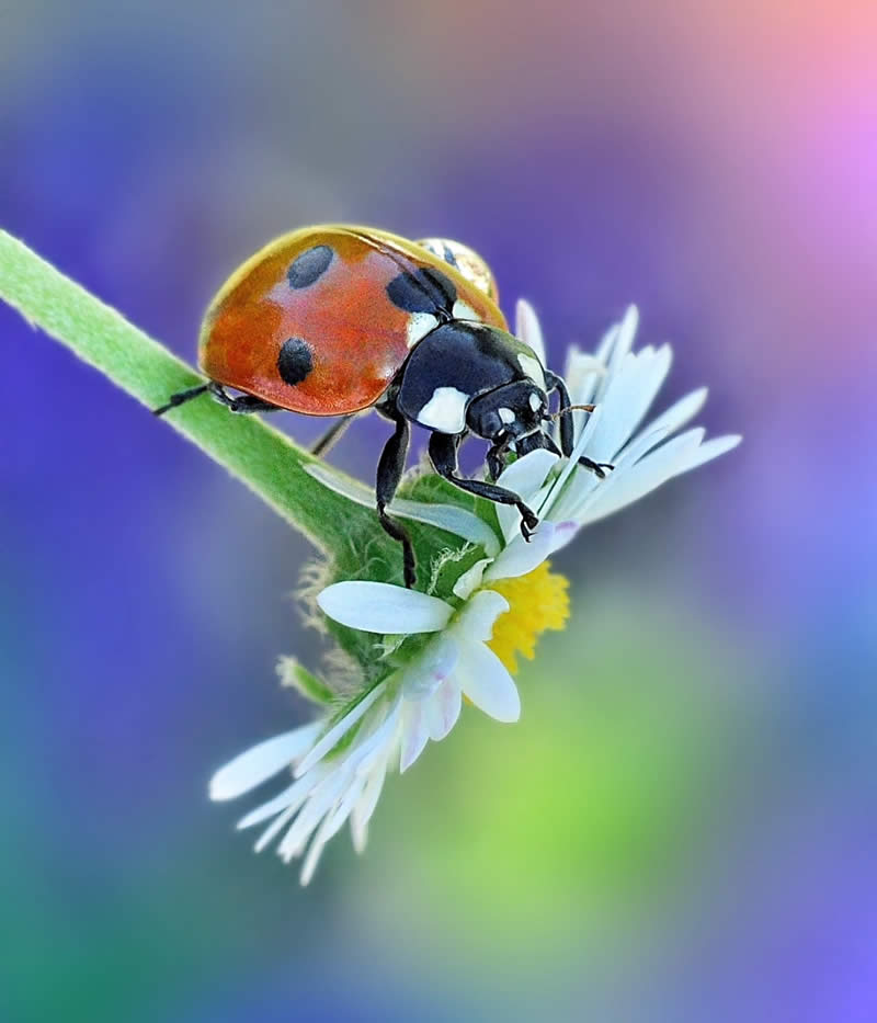 Macro Photography by Monika Blucha from Poland