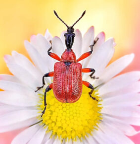 Mesmerizing Macro Photos of Insects captured by Polish photographer Monika Blucha