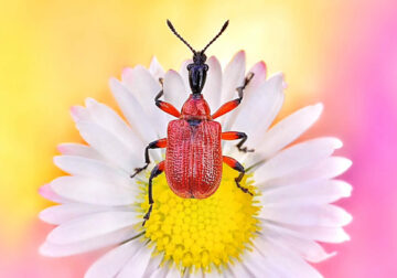 Mesmerizing Macro Photos of Insects captured by Polish photographer Monika Blucha