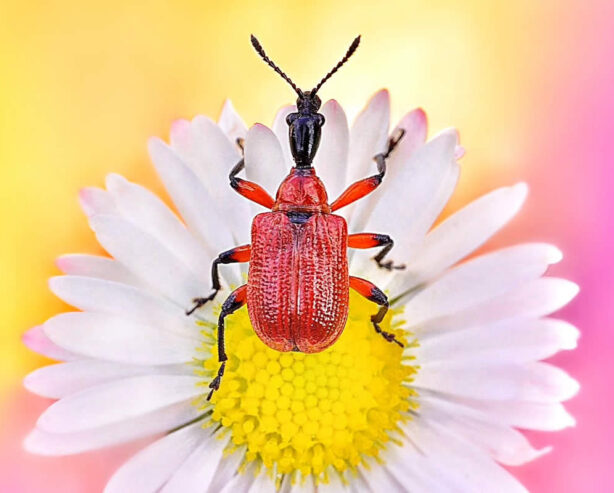 Mesmerizing Macro Photos of Insects captured by Polish photographer Monika Blucha