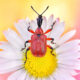 Macro Photography by Monika Blucha from Poland