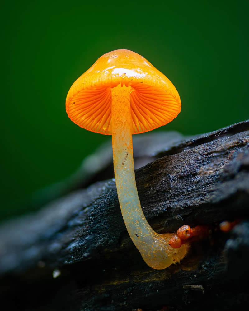 Macro Photography of Mushrooms and Fungi by Riley Loew