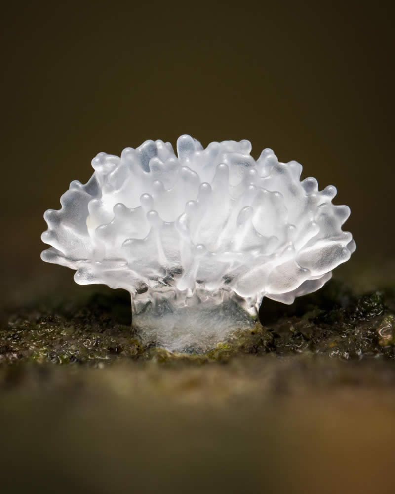 Macro Photography of Mushrooms and Fungi by Riley Loew