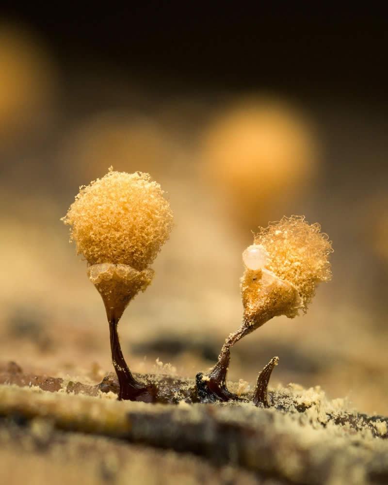 Macro Photography of Mushrooms and Fungi by Riley Loew