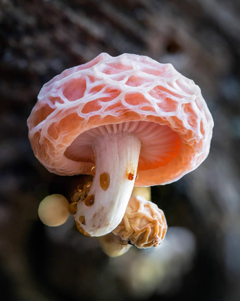 Macro Photography of Mushrooms and Fungi by Riley Loew